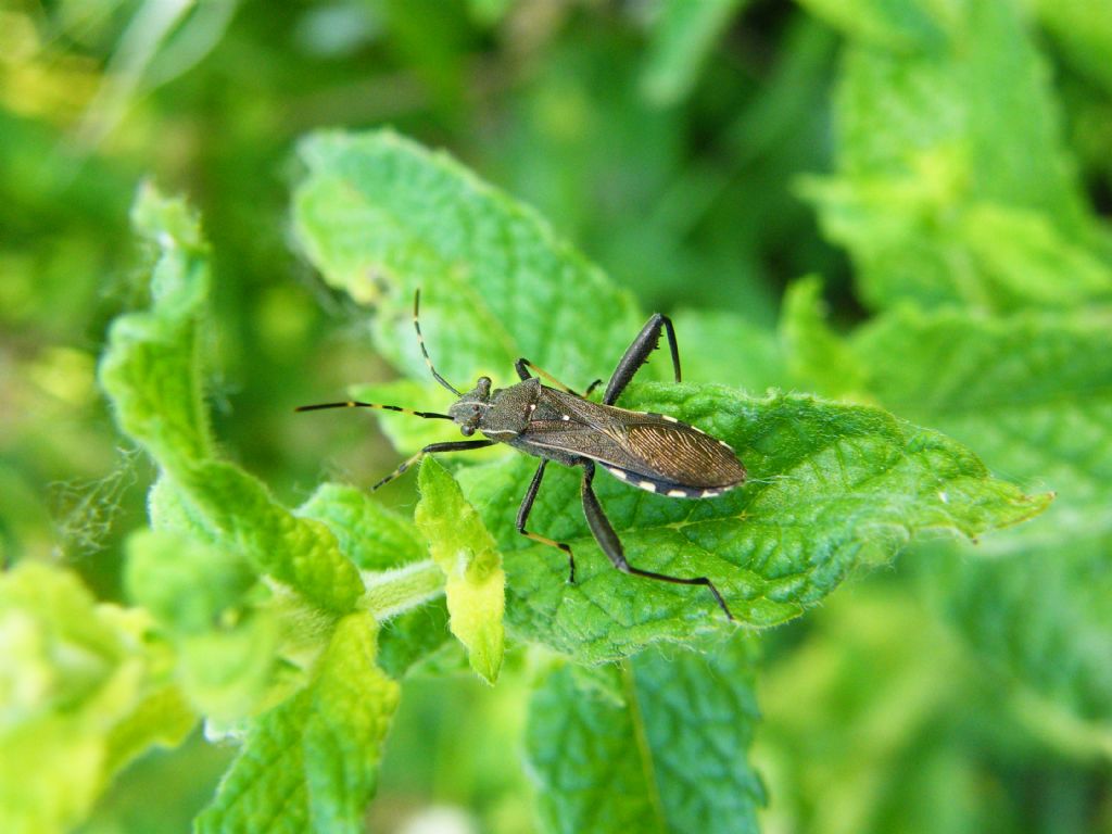 Dicranocephalus agilis (Stenocephalidae) ?  No, Camptopus lateralis (Alydidae)